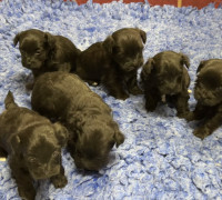 Bolonka Cvetna ritka orosz bichon kiskutyák