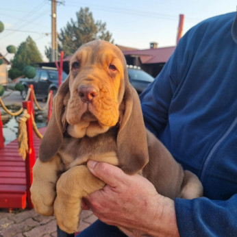 bloodhound
