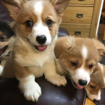 Pembroke Welsh Corgi kölykök kaphatók.