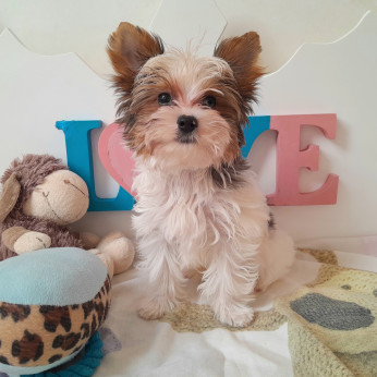 Yorkshire terrier kisfiúk yorki