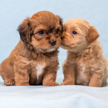Havanese Bichon kölykök