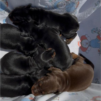 Doberman kiskutyák eladók