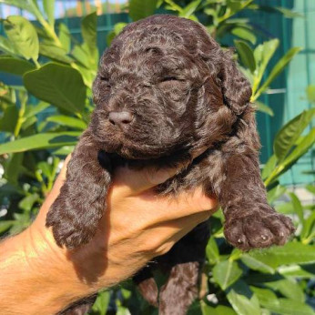Lagotto Romagnolo kölykök