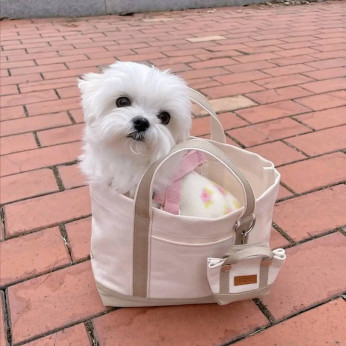 Beautiful Maltese puppies... Business WhatsApp: +37256348129