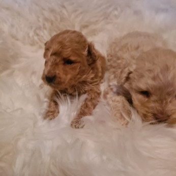 Maltipoo kölykök