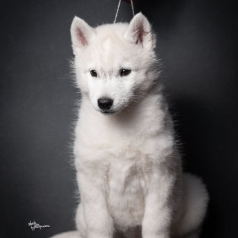 szibériai husky kölykök