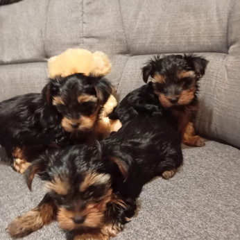 Yorkshire terrier kiskutyák