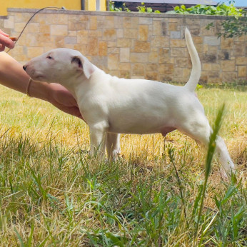 Bullterrier kölykök