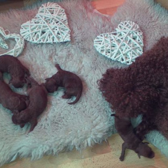 Vörös miniatűr uszkár kölykök