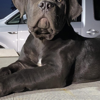 Dél-afrikai masztiff - Boerboel kölykök