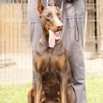 Doberman TOP kölykök