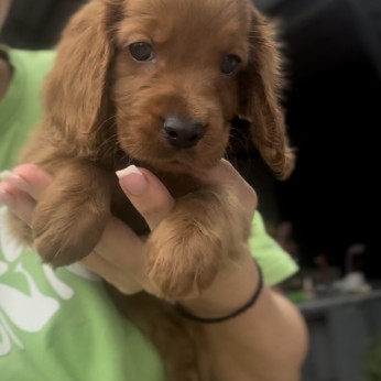 Cockapoo kölyökkutyák eladóak