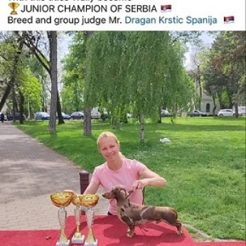 Kiváló minőségű rövid szőrű tacskó kölykök