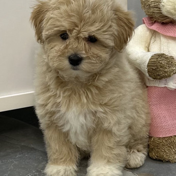 Maltipoo kölykök kiváló genetikával