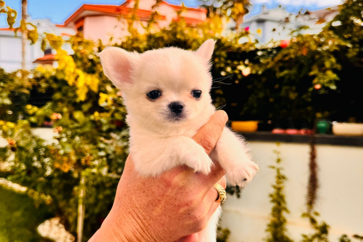 Aranyos és képzett csivava kölykök