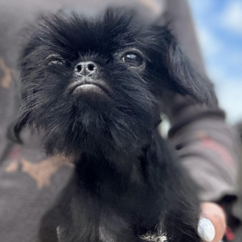 Petit Brabancon és Griffon kölykök