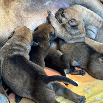 Dél-afrikai masztiff – Boerboel kölykök