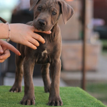 Cane corso kölykök