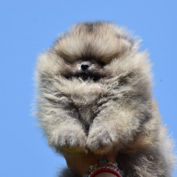 Pomerániai spitz kölykök