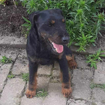 Német vadászterrier kölykök