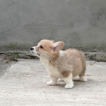 Pembroke walesi corgi TOP kölykök
