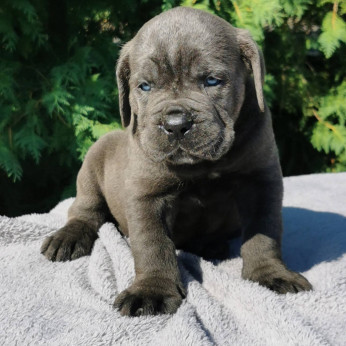 Cane Corso kiskutyák AJÁNLÁS