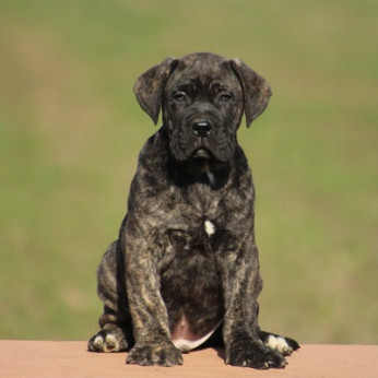 Cane Corso kölykök