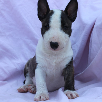 Mini Bull Terrier – Gyönyörű kölykök