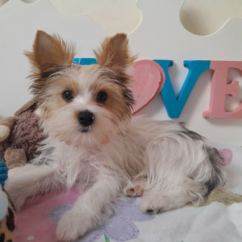 Yorkshire terrier kisfiúk yorki