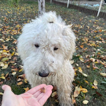 Cuki komondor szuka, 1,5 éves – Ingyen elvihető