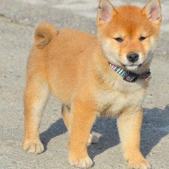 Shiba Inu kölykök