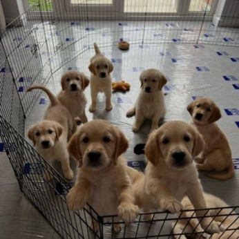 Gyönyörű Golden Retriver kölykök eladók 3 db mini uszkárból 2 fiú 1 lány,