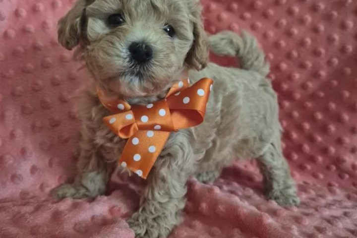 Beautiful maltipoo puppies .