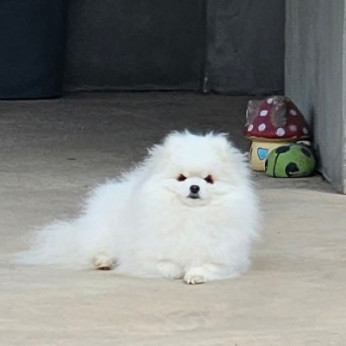 Pomerániai törpespiccek, gyönyörű kölykök