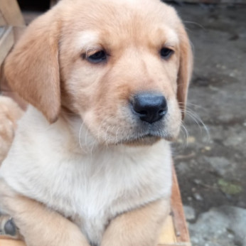 Labrador kiskutyák eladók