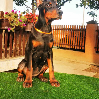 Doberman kiskutya eladó