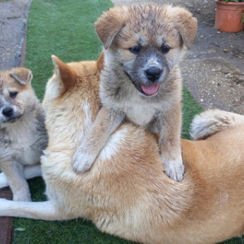 Japán Akita inu kölykök Eladók