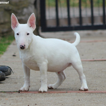 Mini Bull Terrier Kiskutyák
