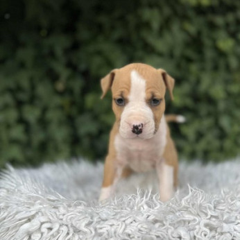 Kiváló származású amerikai staffordshire terrier kölykök