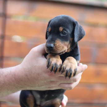 Doberman kölykök