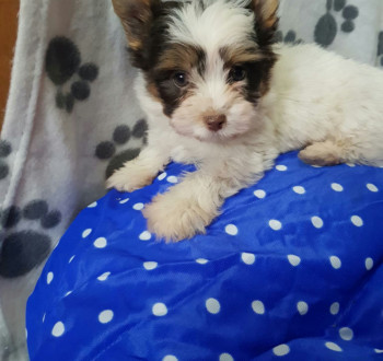 Biewer yorkshire yorki csoki mini kisfiú 3 x oltva gazdit keres!