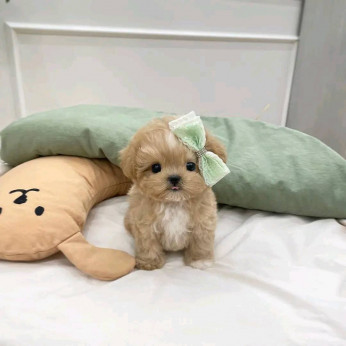 Gyönyörű Maltipoo kölykök eladók. Üzleti WhatsApp: +37256348129