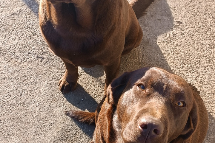 Fajtiszta Csoki barna Labrador kiskutyák