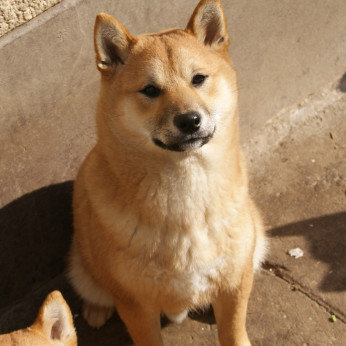 Shiba inu kölykök