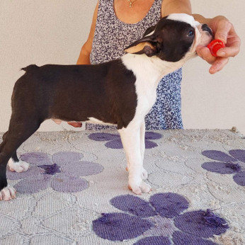 Boston terrier kölykök