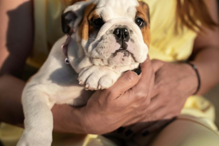 Angol bulldog kölykök