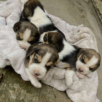 Beagle kölykök