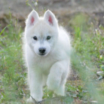 szibériai husky kölykök