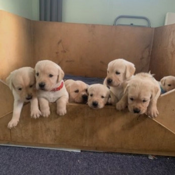 Gyönyörű Golden Retriver kölykök eladók 3 db mini uszkárból 2 fiú 1 lány,