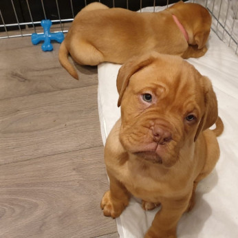 Dogue de Bordeaux